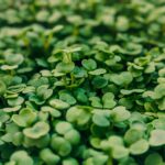 microgreen iconography