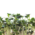 Heap of radish micro greens on white background. Healthy eating concept.