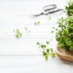 Red radish microgreens on a white wooden table, healthy concept